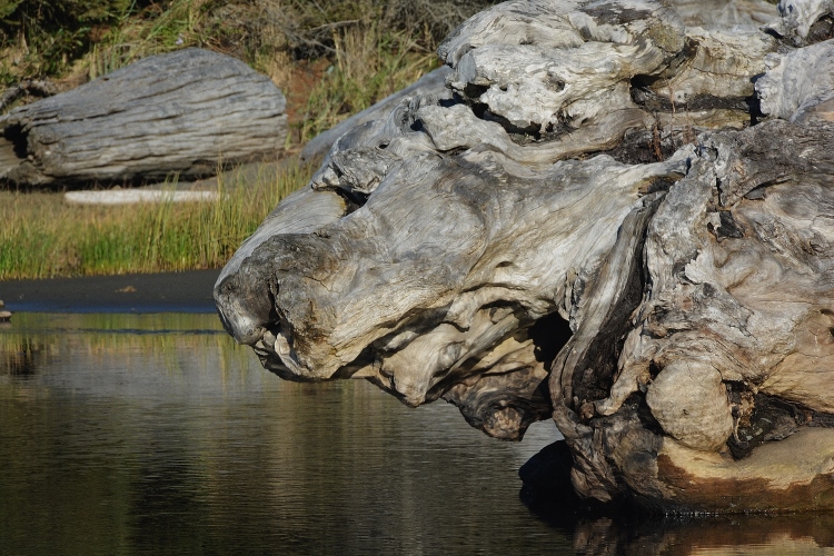 huge log shaped like a charging lion's face